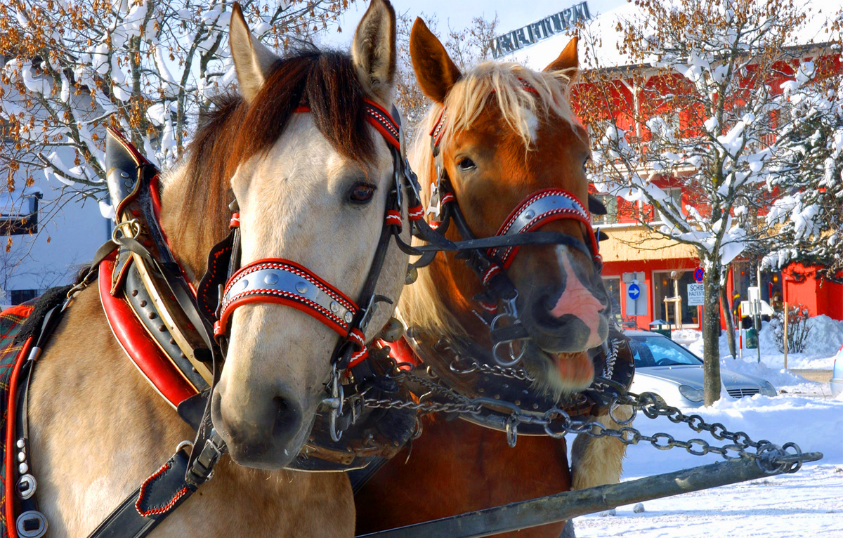 Pferdestehlen Pferde Reiten Kutschenfahrt